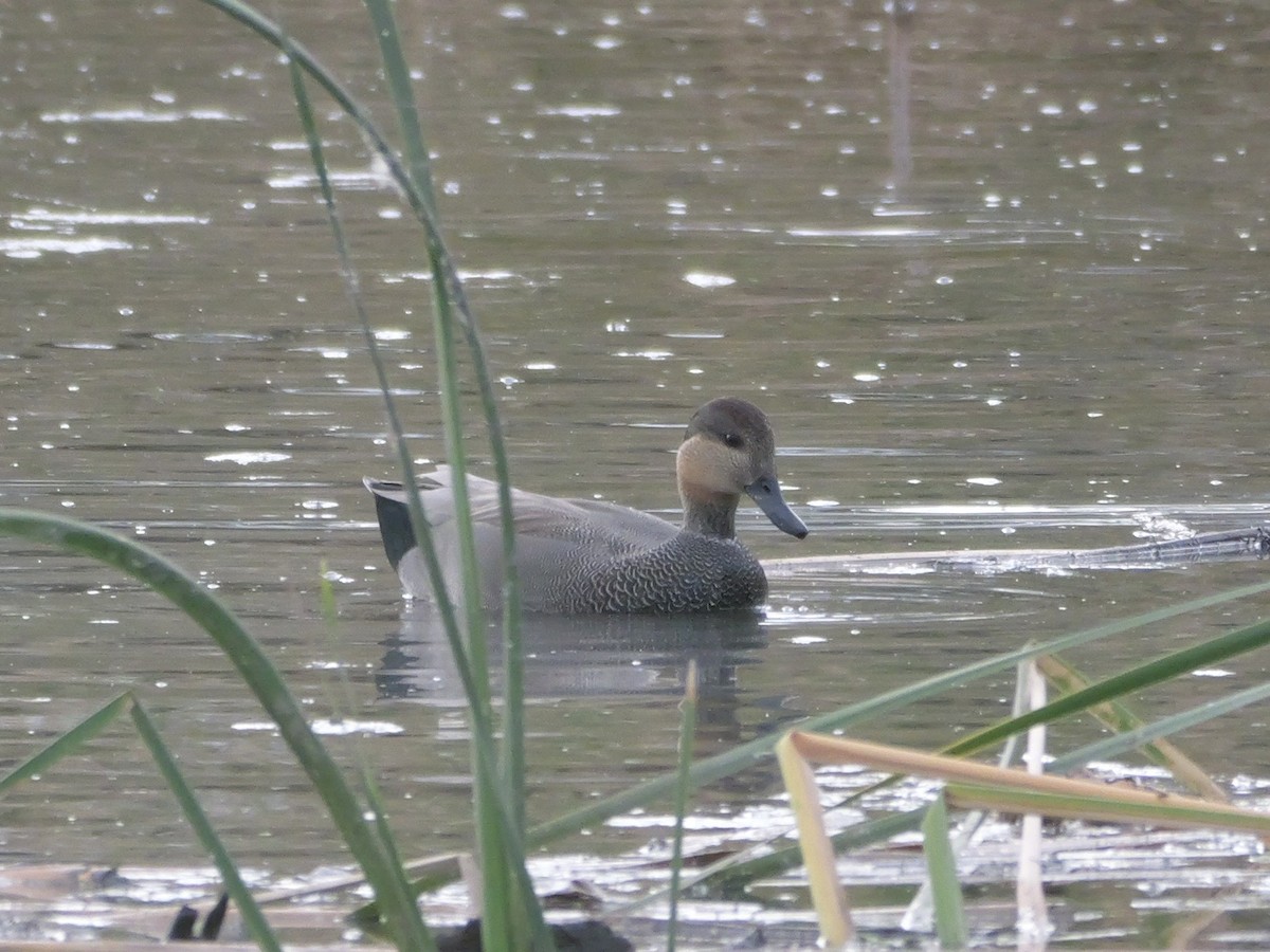 Серая утка - ML645522367