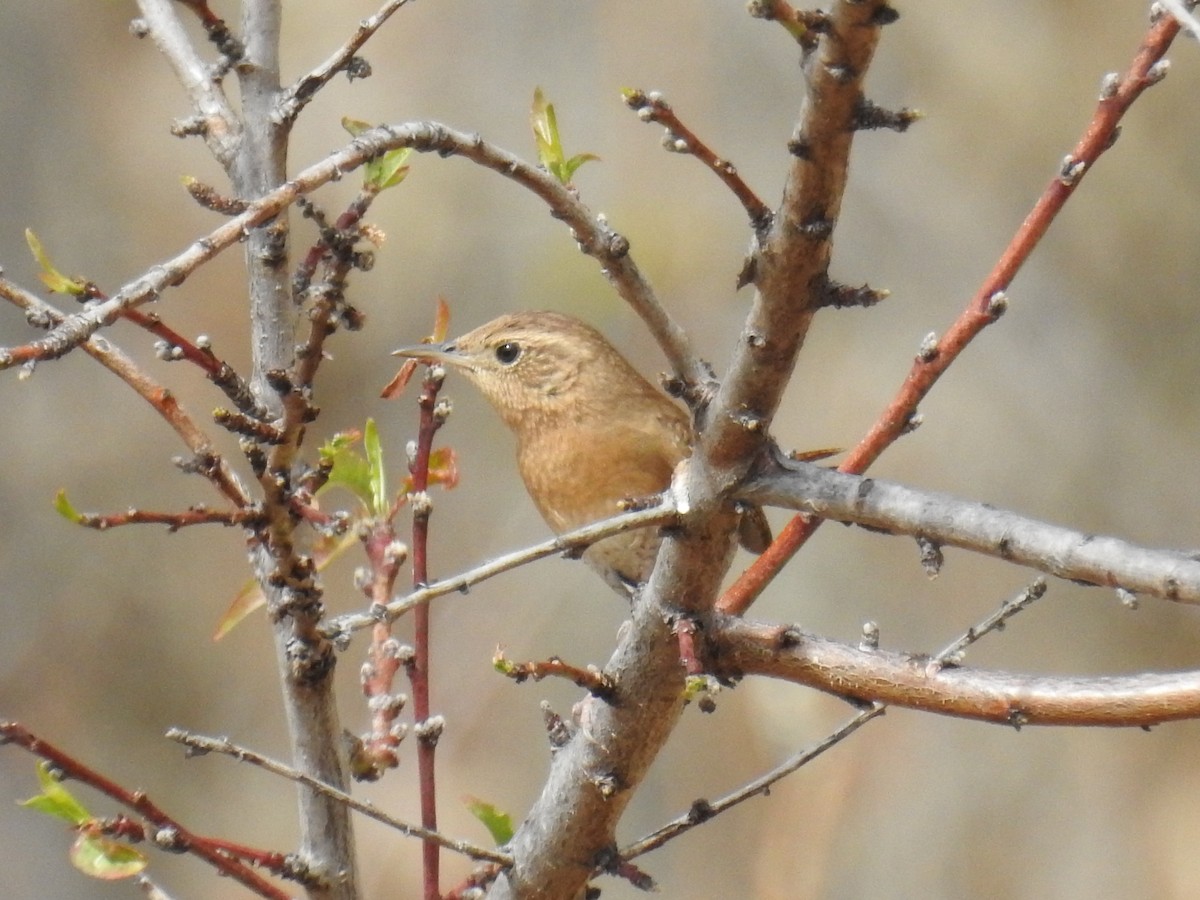 Northern House Wren - ML645522368