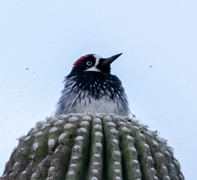 Acorn Woodpecker - ML645522369