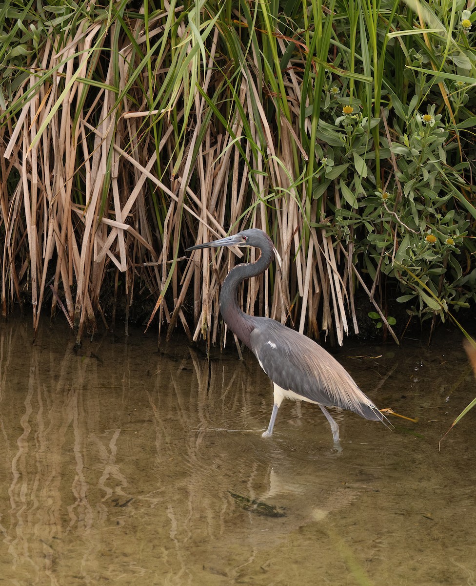 Tricolored Heron - ML645522378