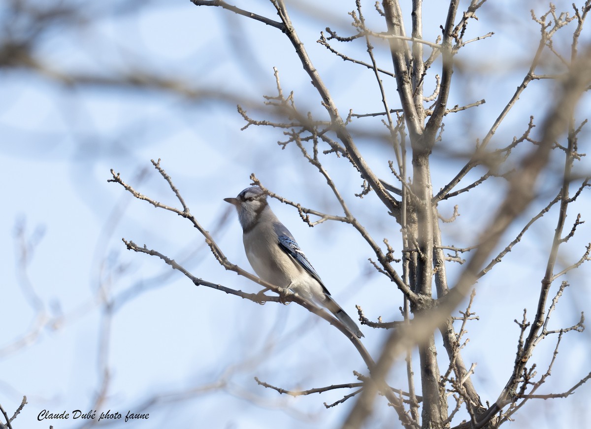 Blue Jay - ML645522380