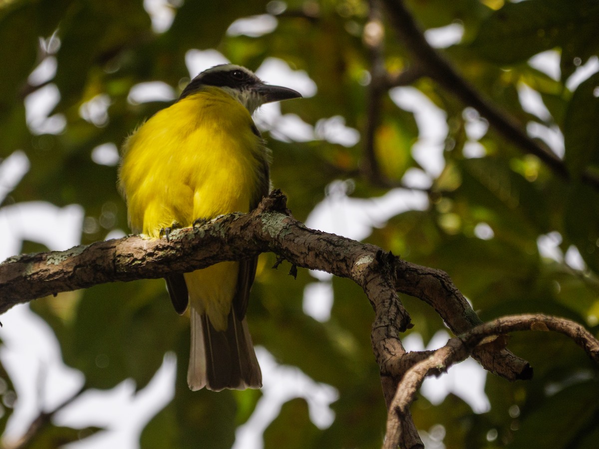 Boat-billed Flycatcher - ML645522381