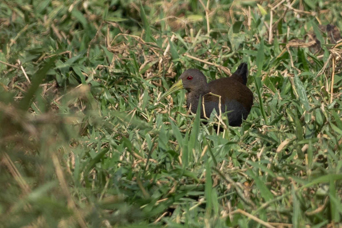 Râle noirâtre - ML645522393