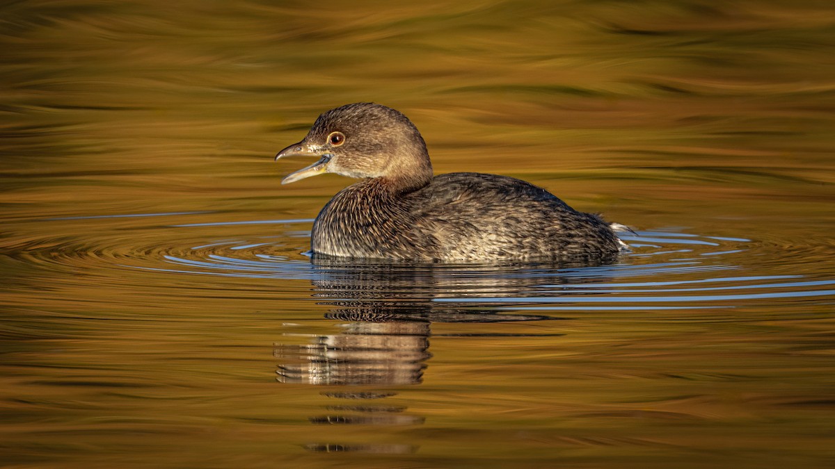Pied-billed Grebe - ML645522405