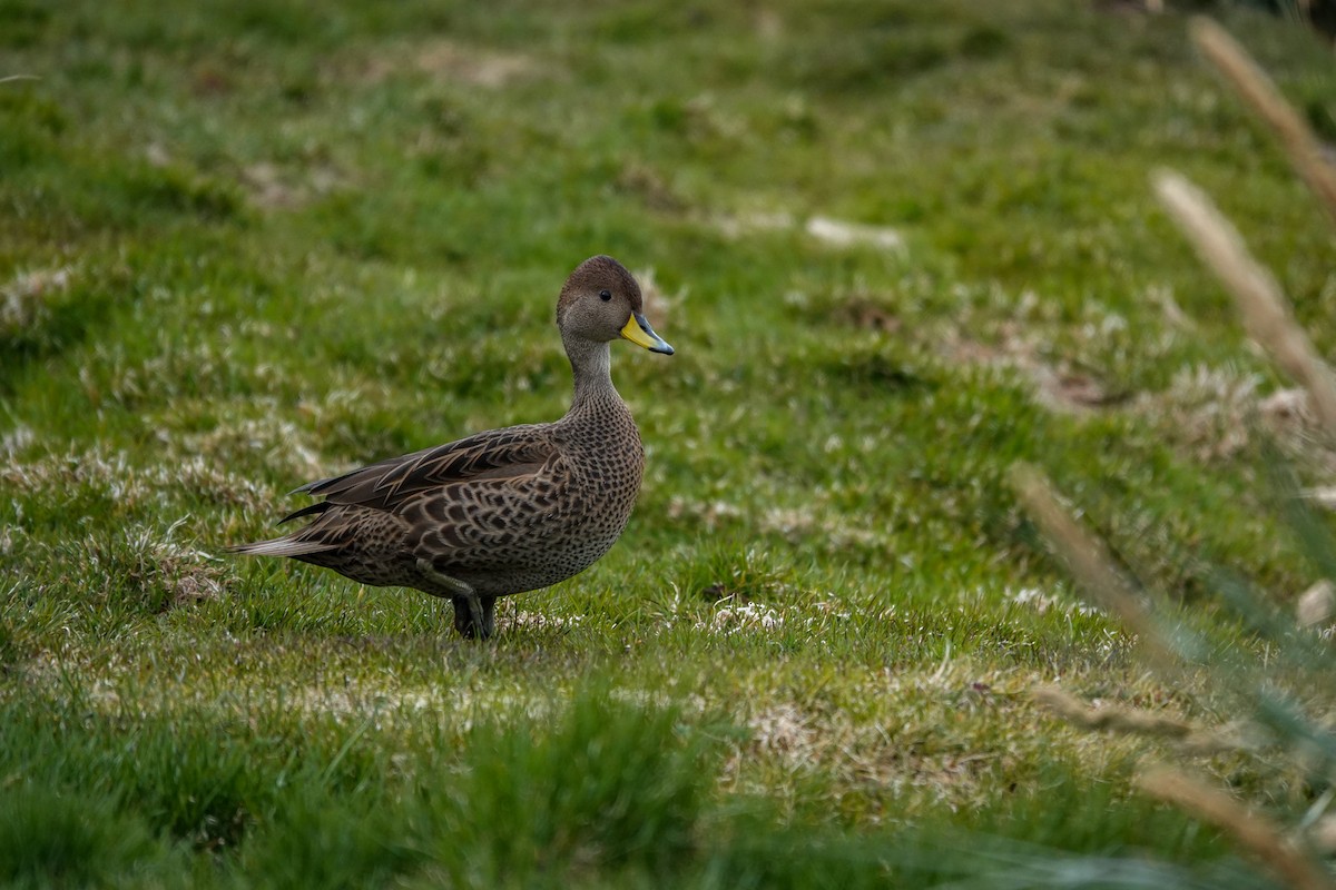 Yellow-billed Pintail - ML645522412