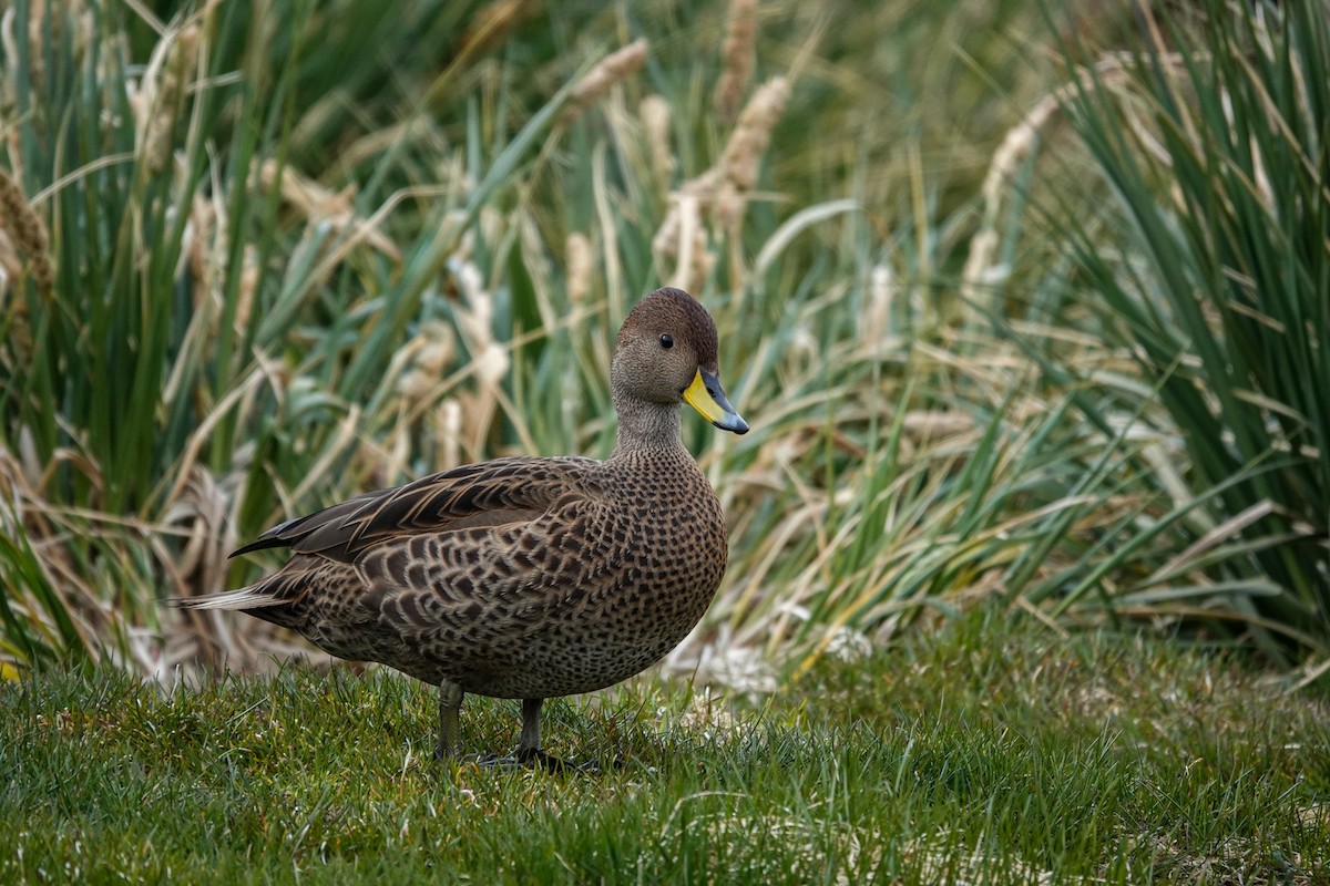 Yellow-billed Pintail - ML645522413
