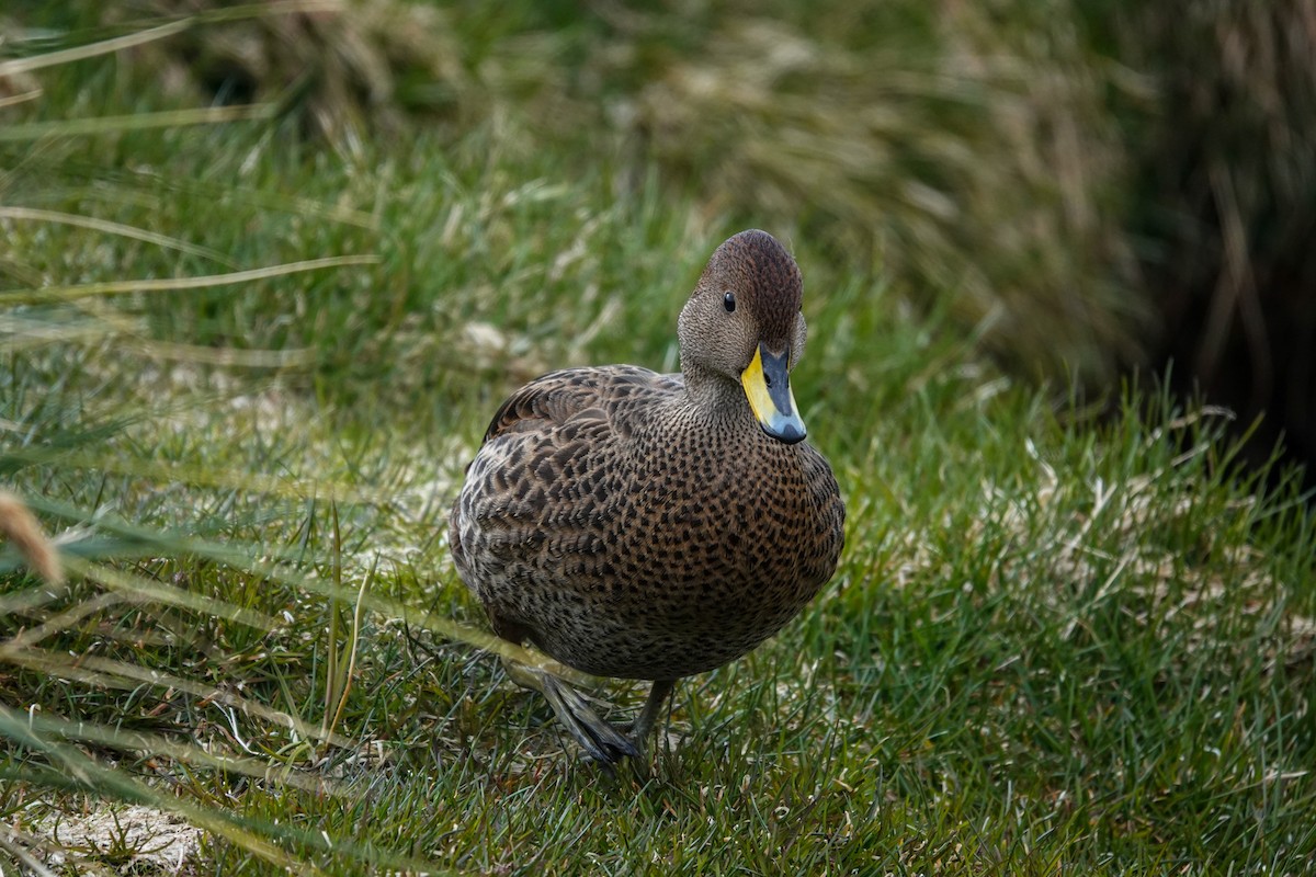 Yellow-billed Pintail - ML645522414
