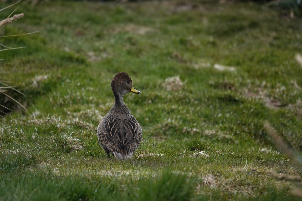 Yellow-billed Pintail - ML645522415