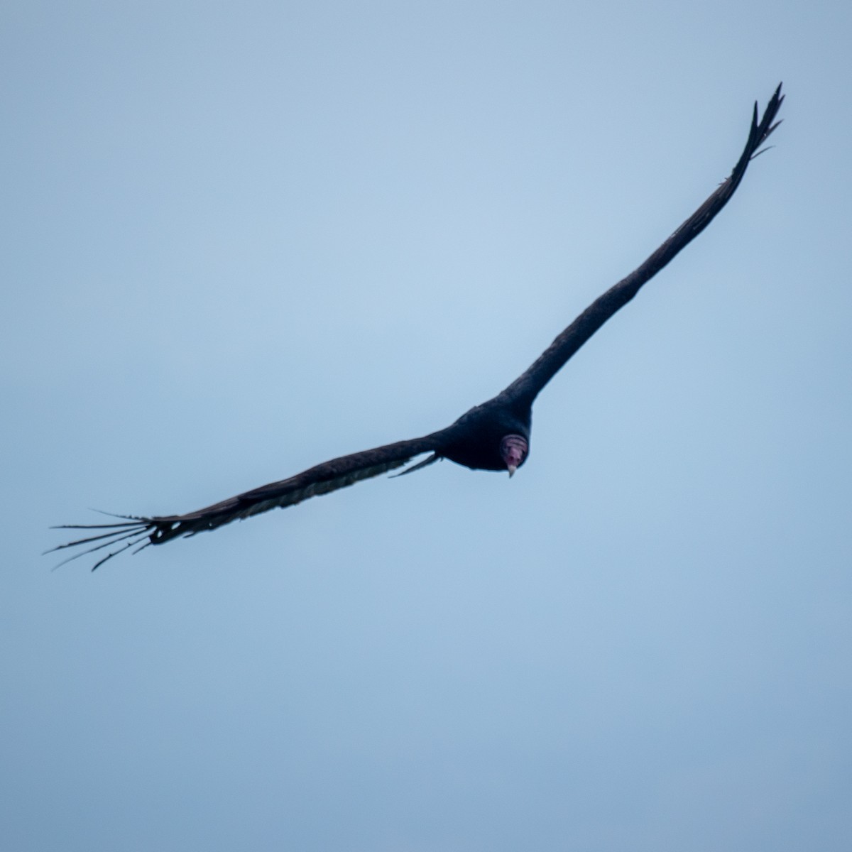 Turkey Vulture - ML645522422
