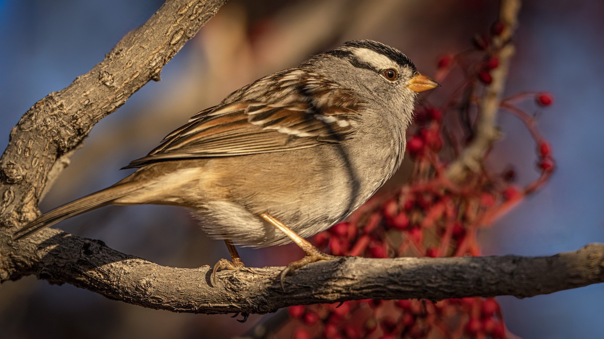 White-crowned Sparrow - ML645522425