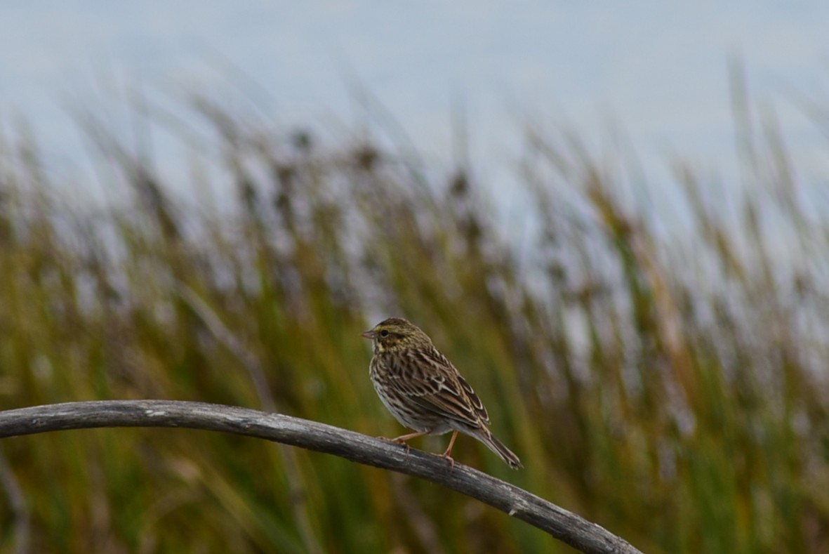 Savannah Sparrow - ML645522429