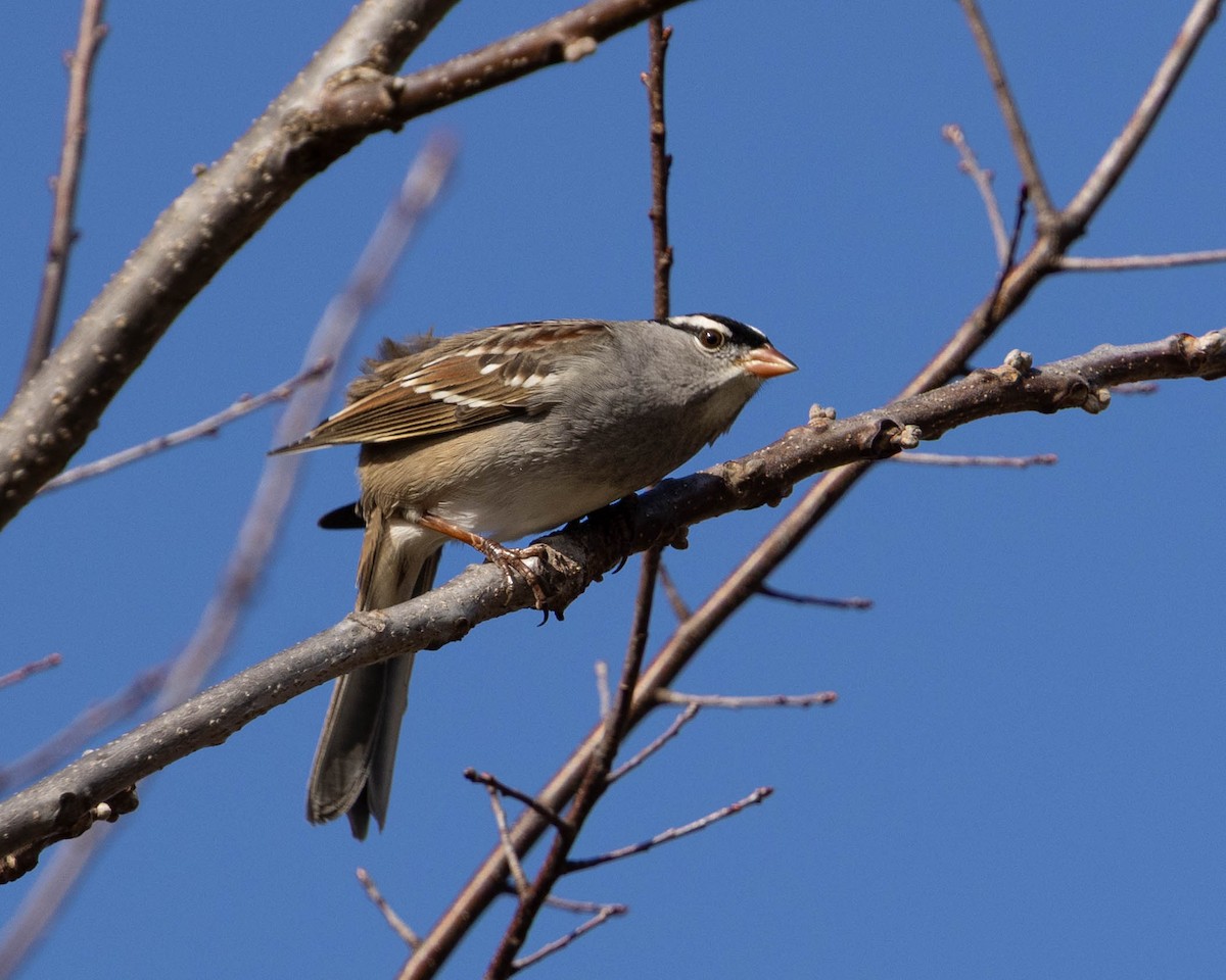 גיבתונית לבנת-כיפה - ML645522432