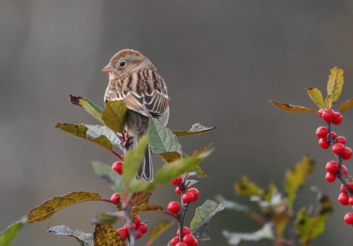 Field Sparrow - ML645522447
