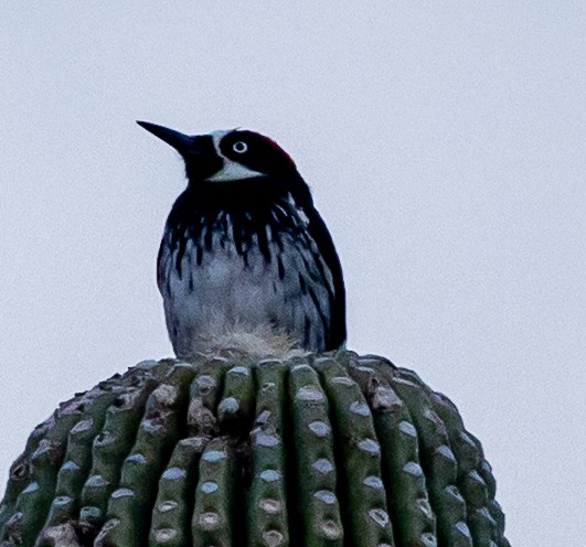 Acorn Woodpecker - ML645522450