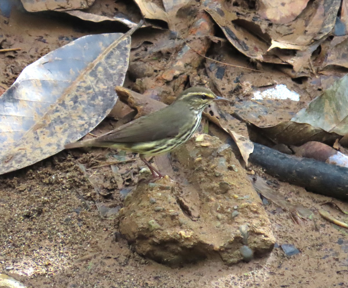 Northern Waterthrush - ML645522451