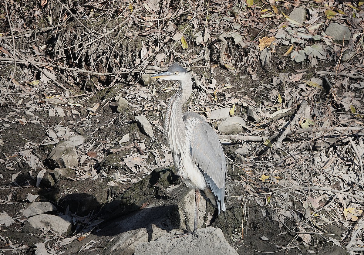 Great Blue Heron - ML645522454