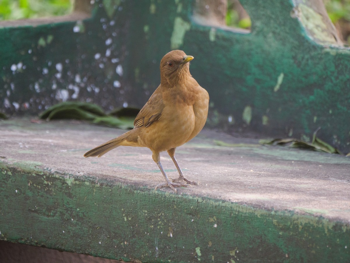Clay-colored Thrush - ML645522469