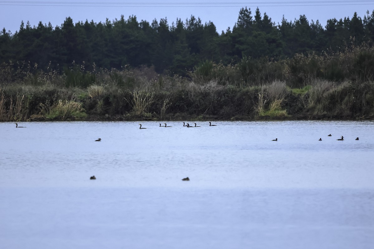 Ubarroi belarriduna - ML645522470