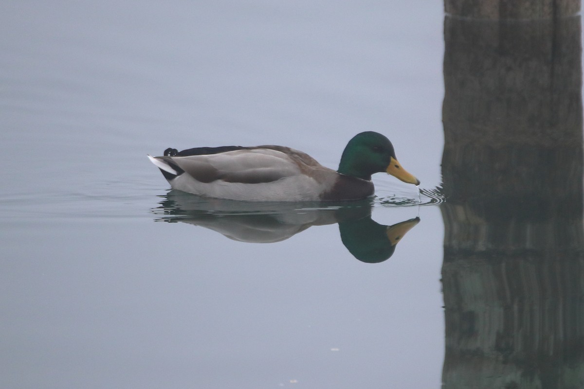 Basahatea - ML645522472