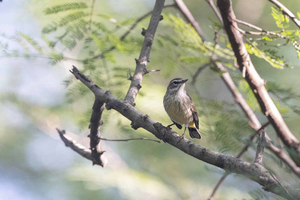 Palm Warbler - ML645522473