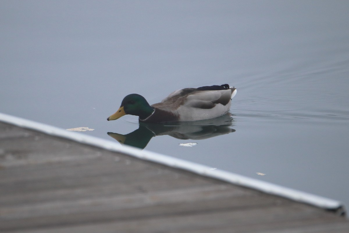 Basahatea - ML645522474