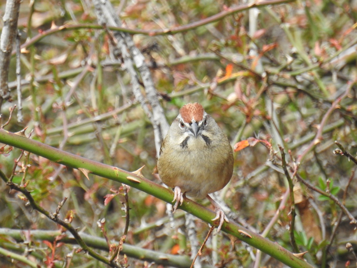 Rusty Sparrow - ML645522476