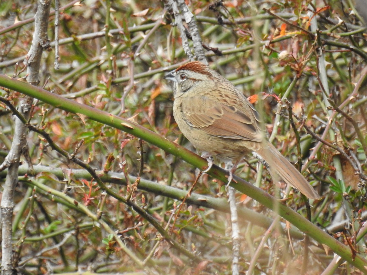 Rusty Sparrow - ML645522477