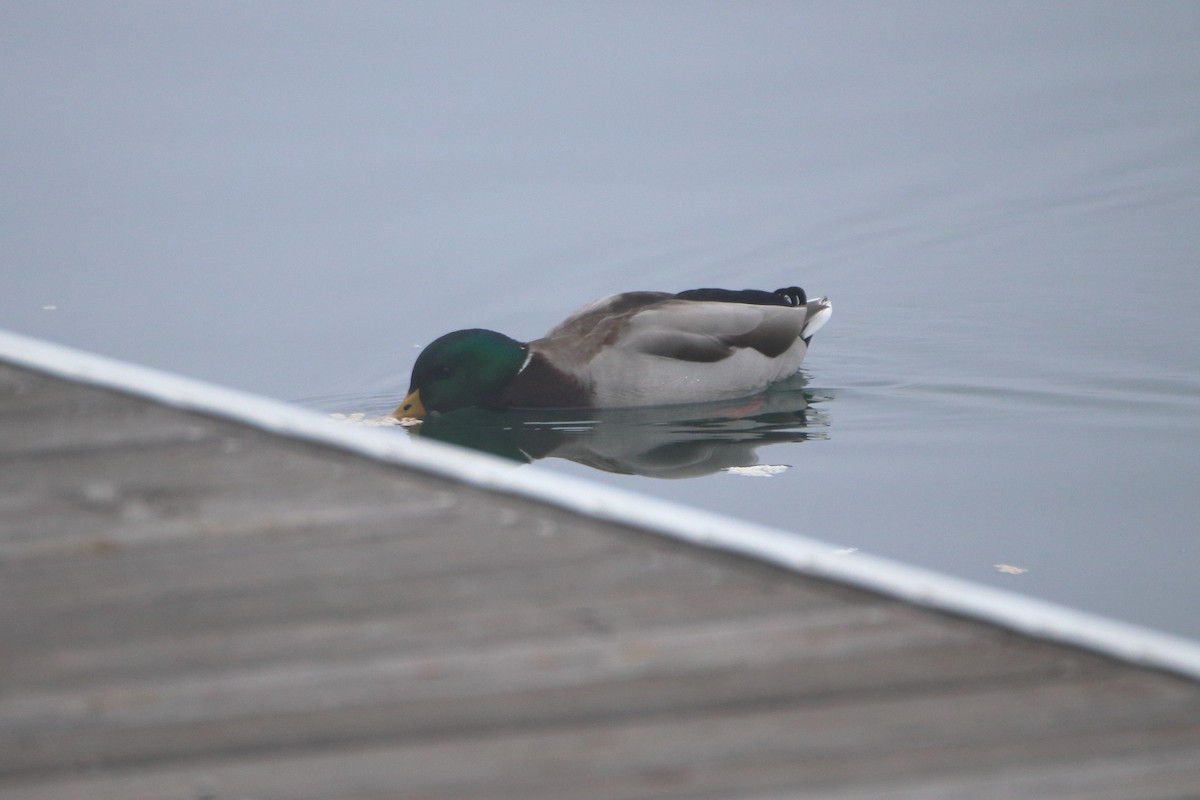 Basahatea - ML645522478