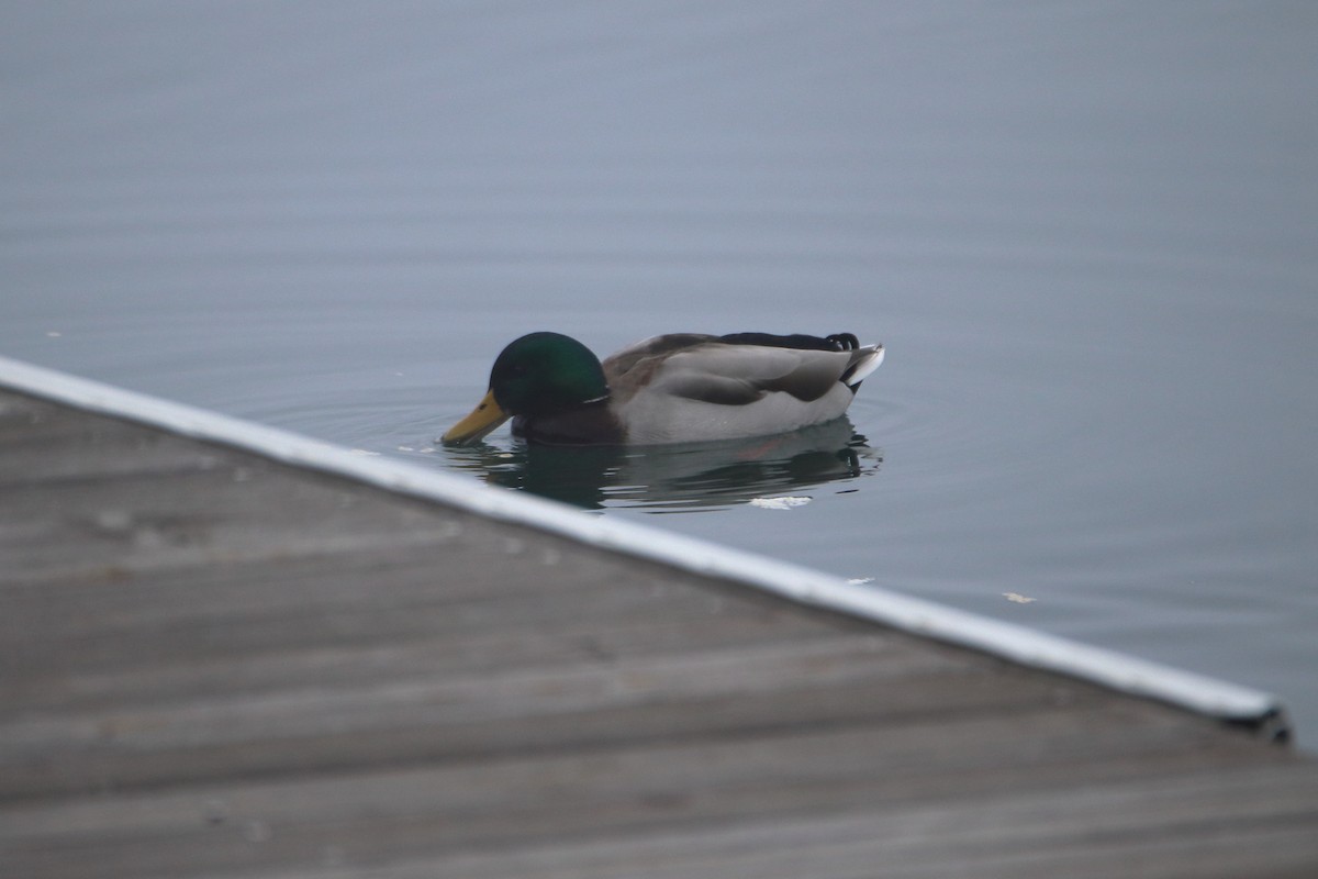 Basahatea - ML645522480