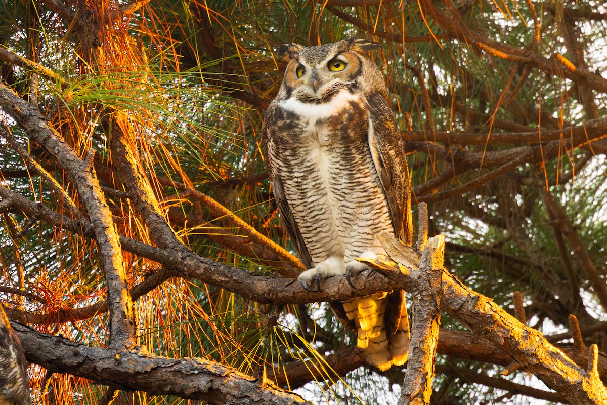 Hontz virginiarra - ML645522481