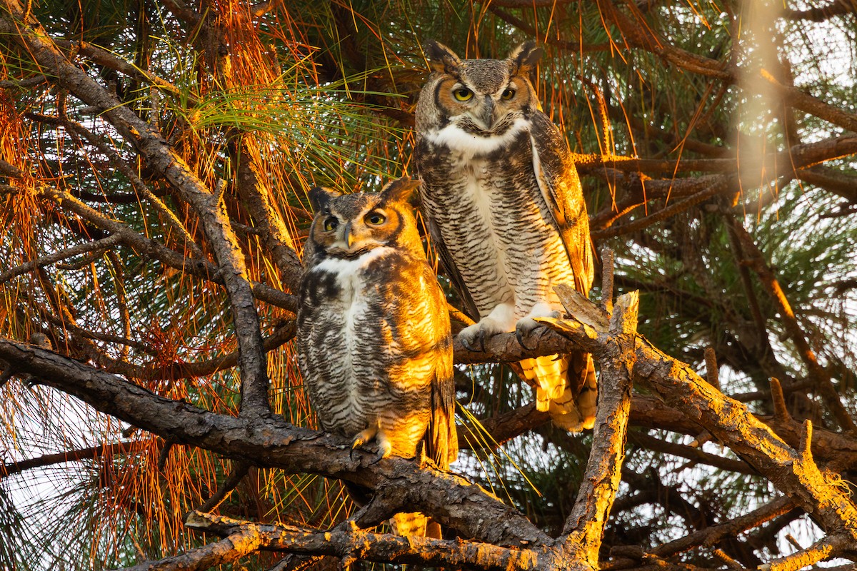 Hontz virginiarra - ML645522482