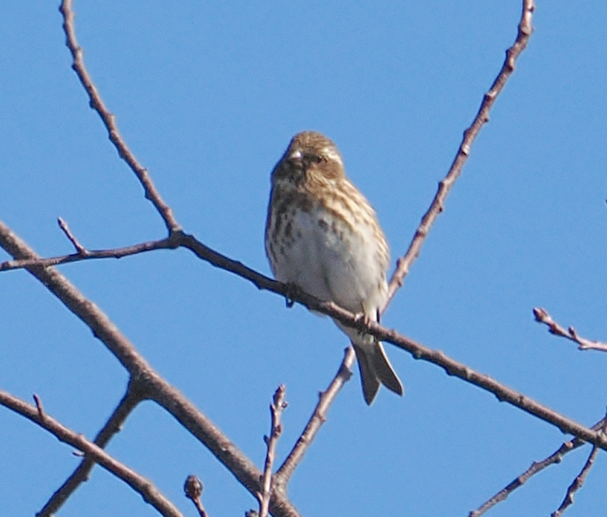 Purple Finch - ML645522483