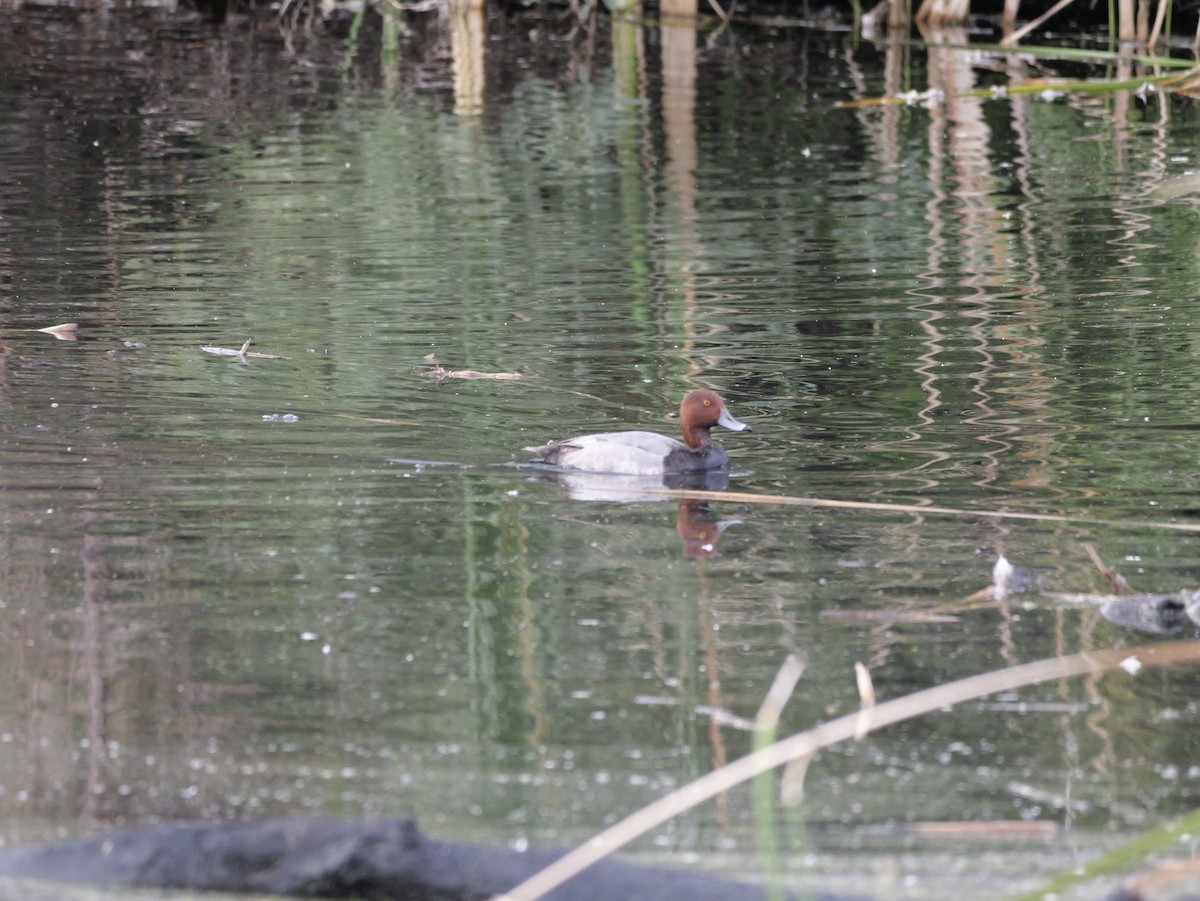 Murgilari burugorria - ML645522484