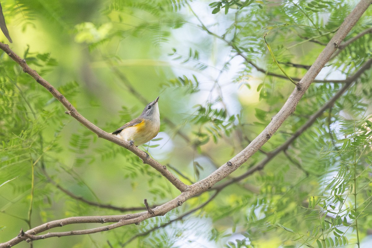 American Redstart - ML645522485