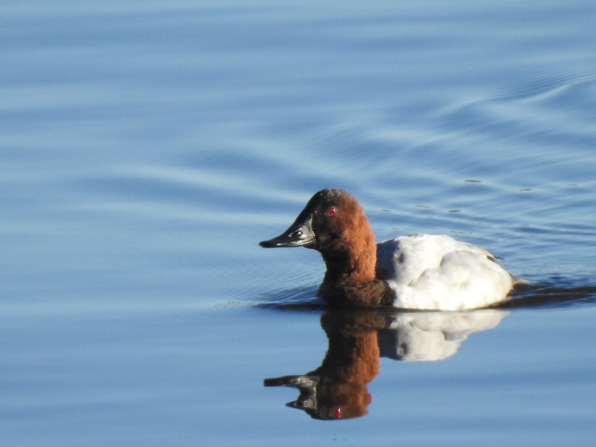 Murgilari bizkarzuria - ML645522486