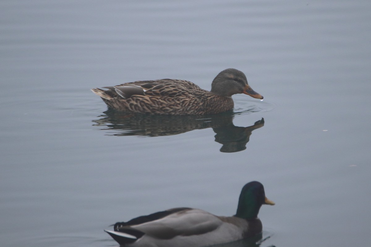 Basahatea - ML645522487