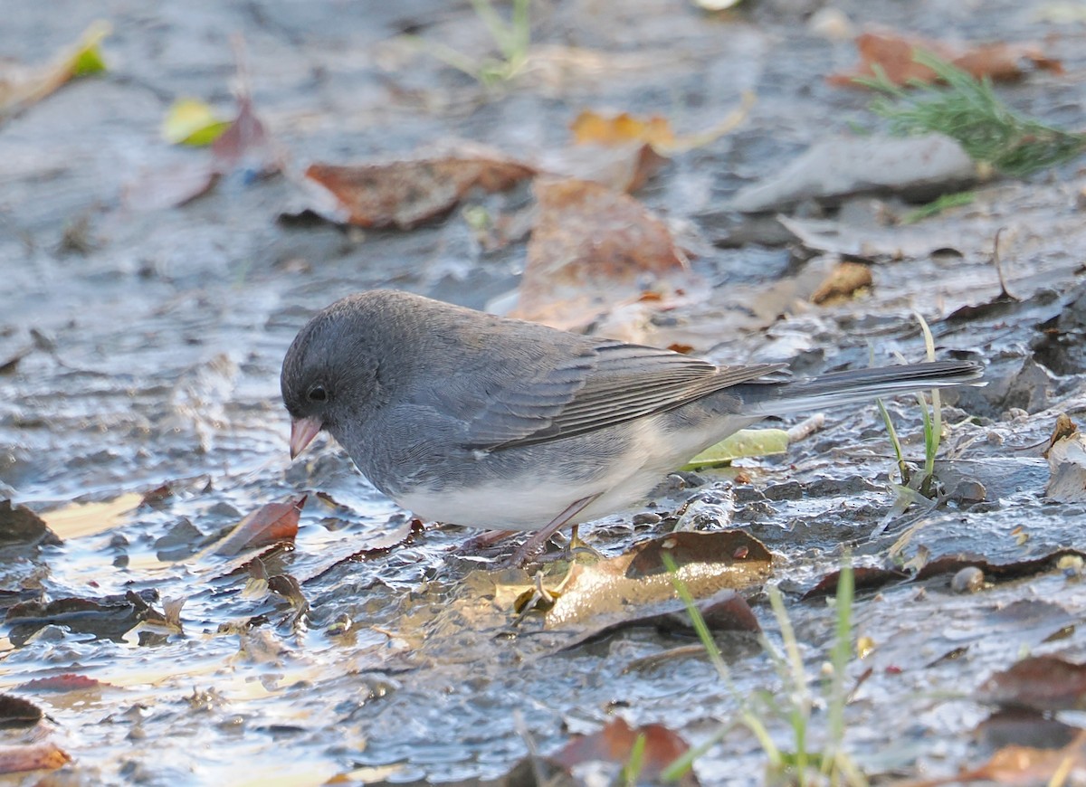 Dark-eyed Junco - ML645522489