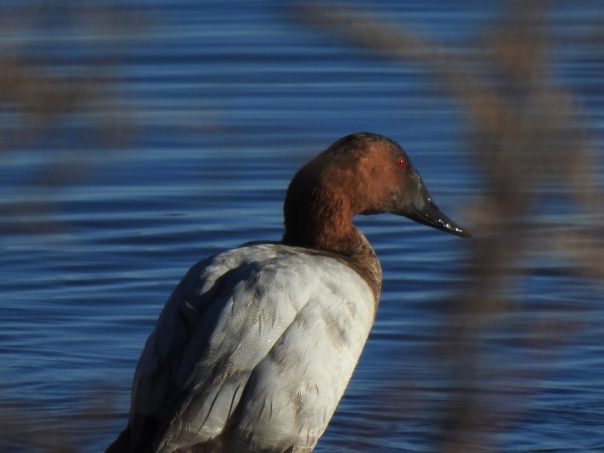 Murgilari bizkarzuria - ML645522490