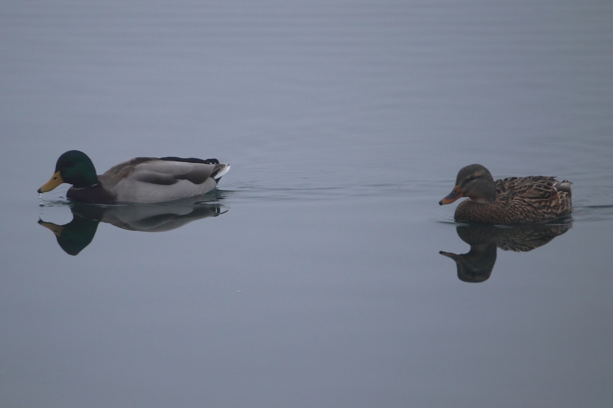 Basahatea - ML645522494