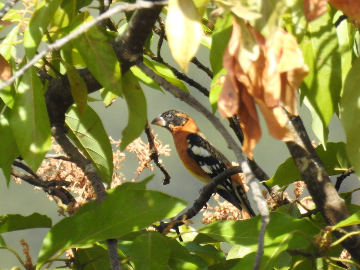 Black-headed Grosbeak - ML645522495