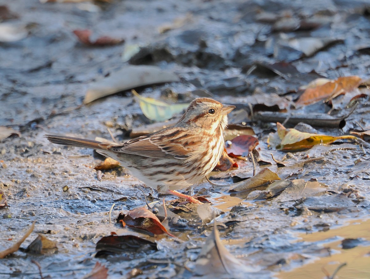 Song Sparrow - ML645522496