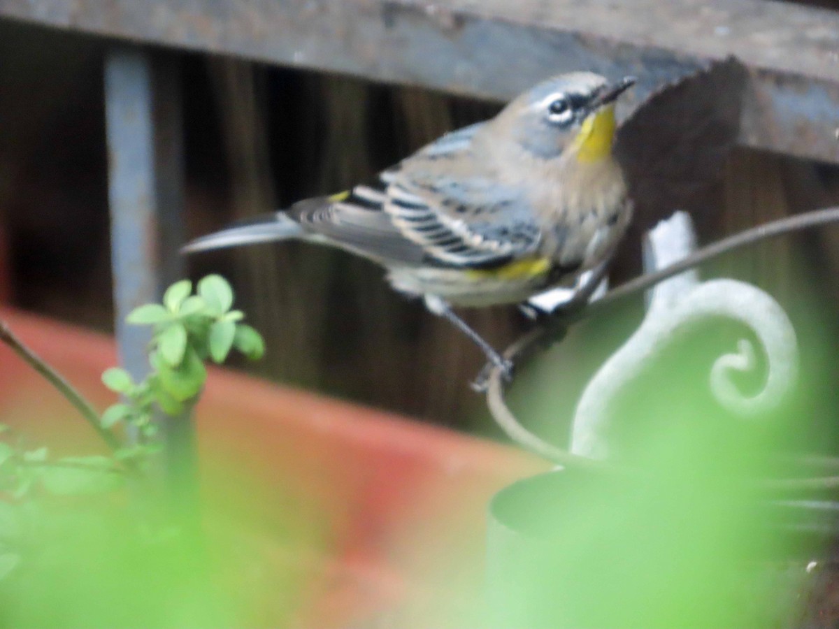 Yellow-rumped Warbler (Audubon's) - ML645522500