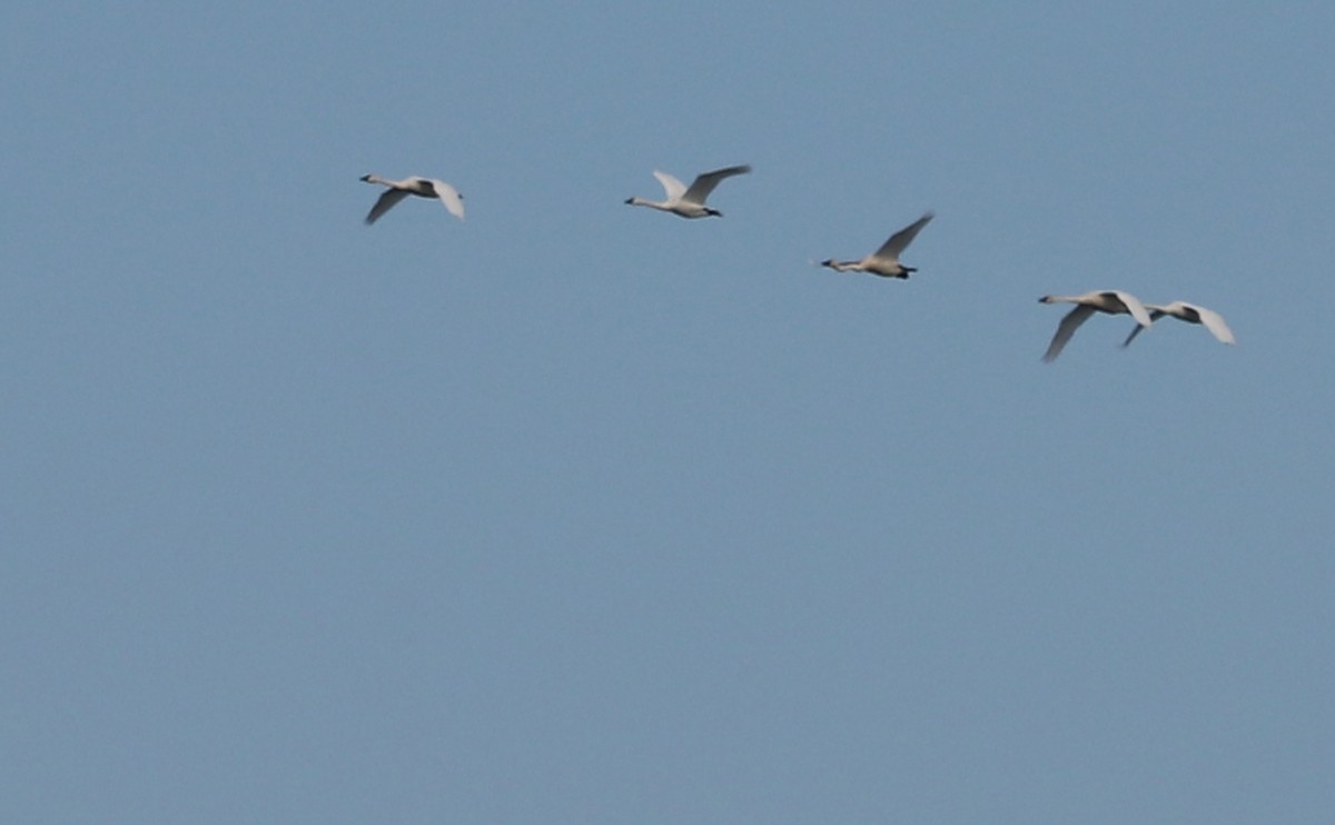 Beltxarga txistularia (columbianus) - ML645522501