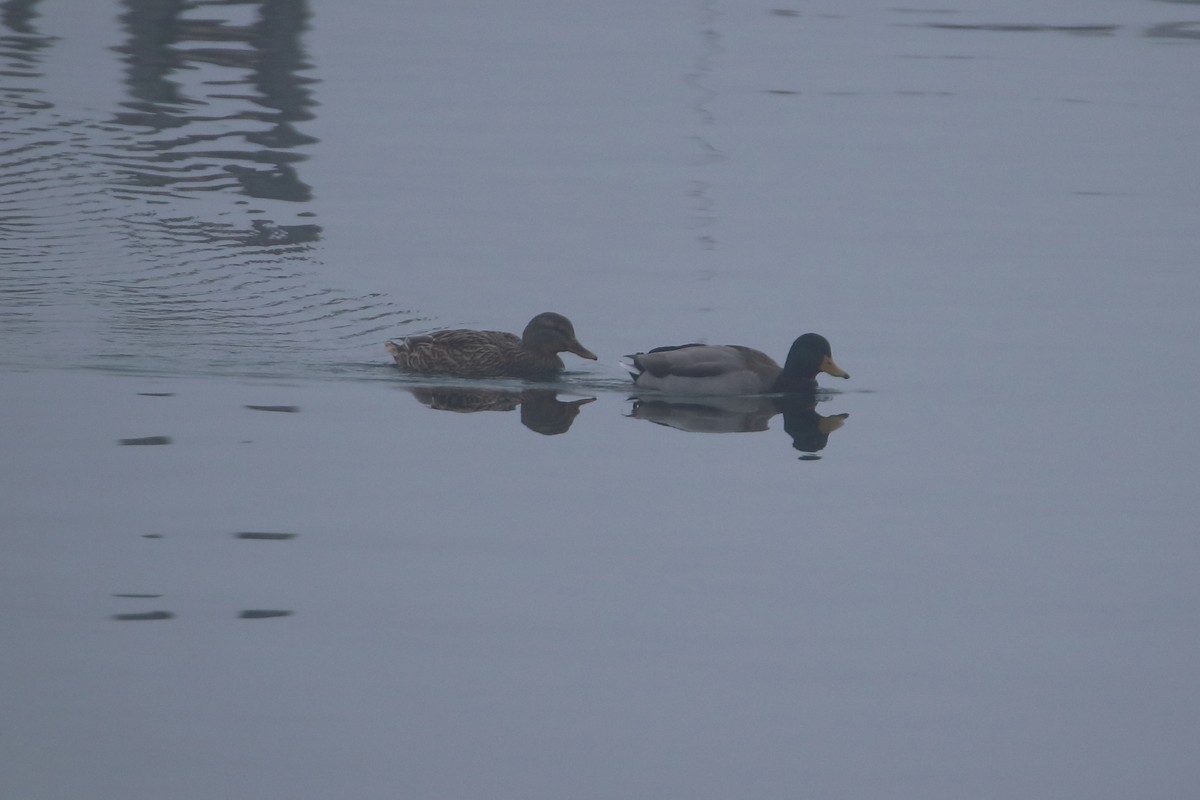 Basahatea - ML645522504