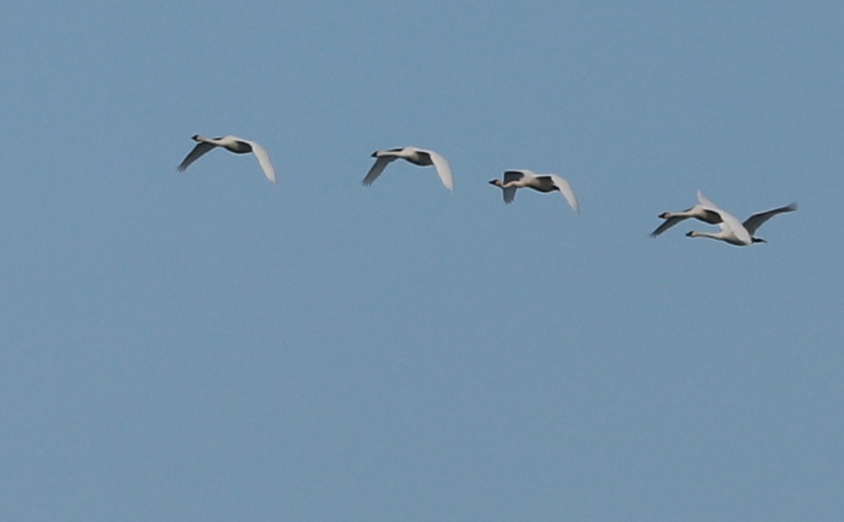 Beltxarga txistularia (columbianus) - ML645522507