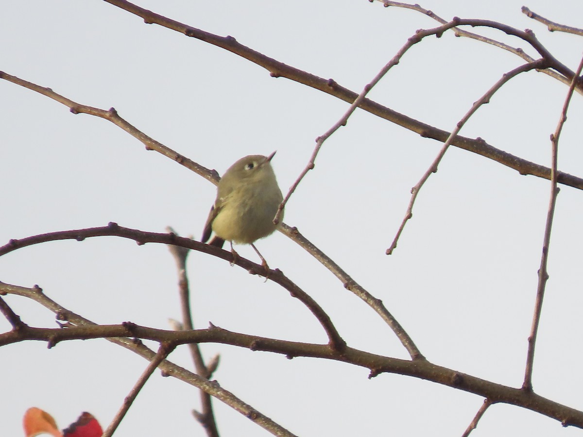 Ruby-crowned Kinglet - ML645522510