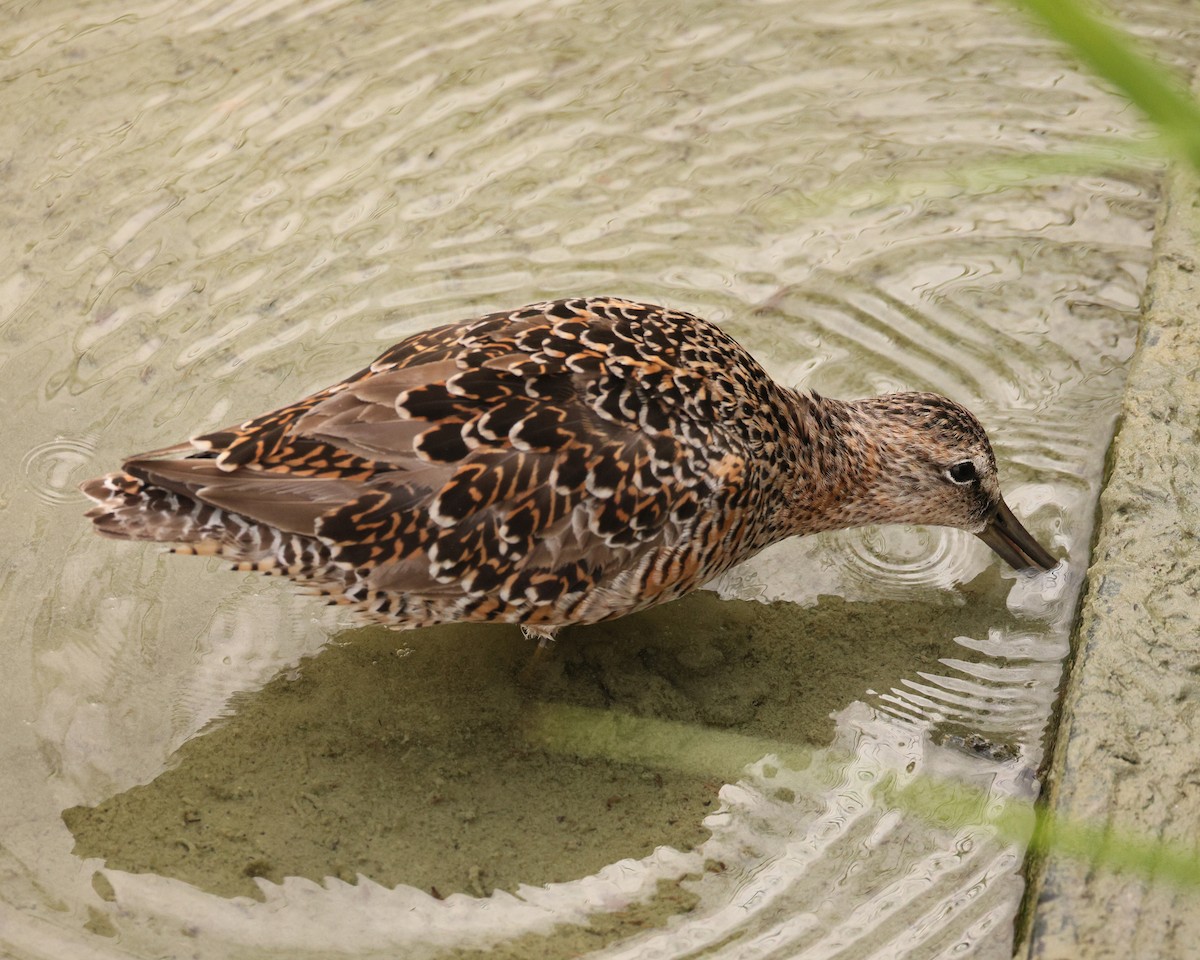 Long-billed Dowitcher - ML645522514