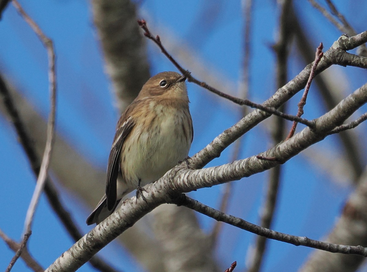 Yellow-rumped Warbler - ML645522518