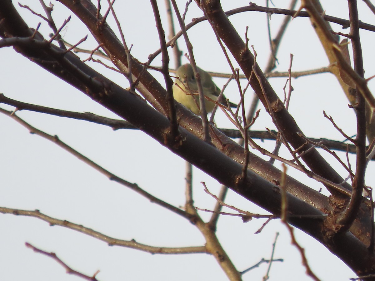Ruby-crowned Kinglet - ML645522534