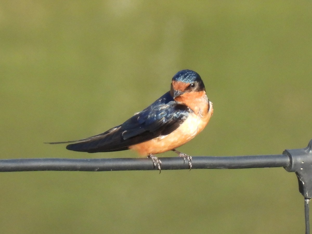 vlaštovka obecná - ML645522540